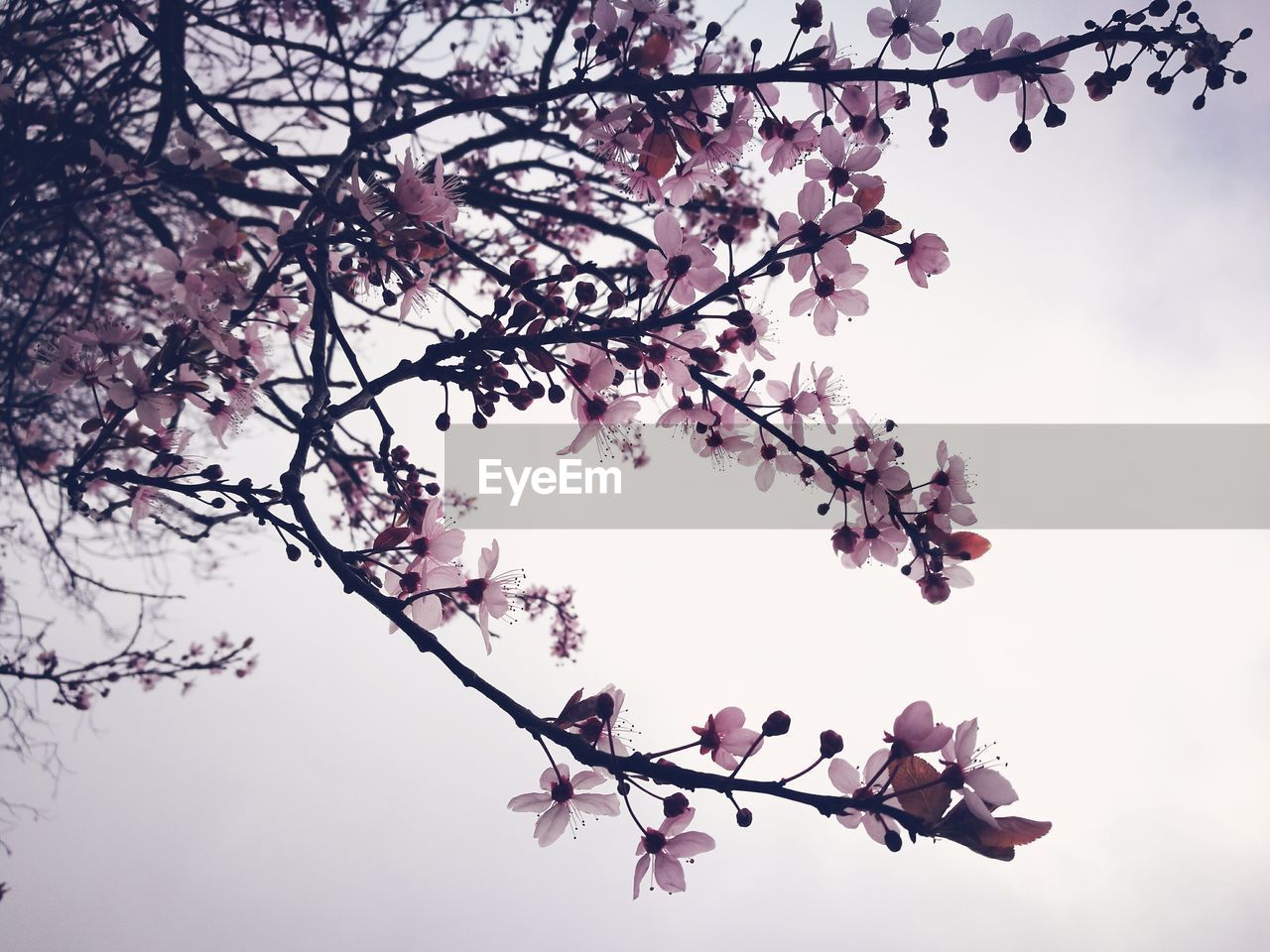 Low angle view of blossom tree