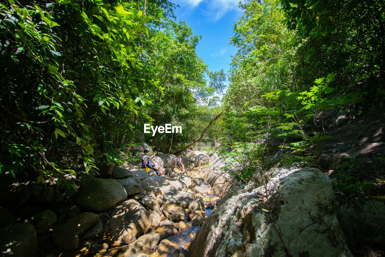 PLANTS GROWING ON ROCKS IN FOREST