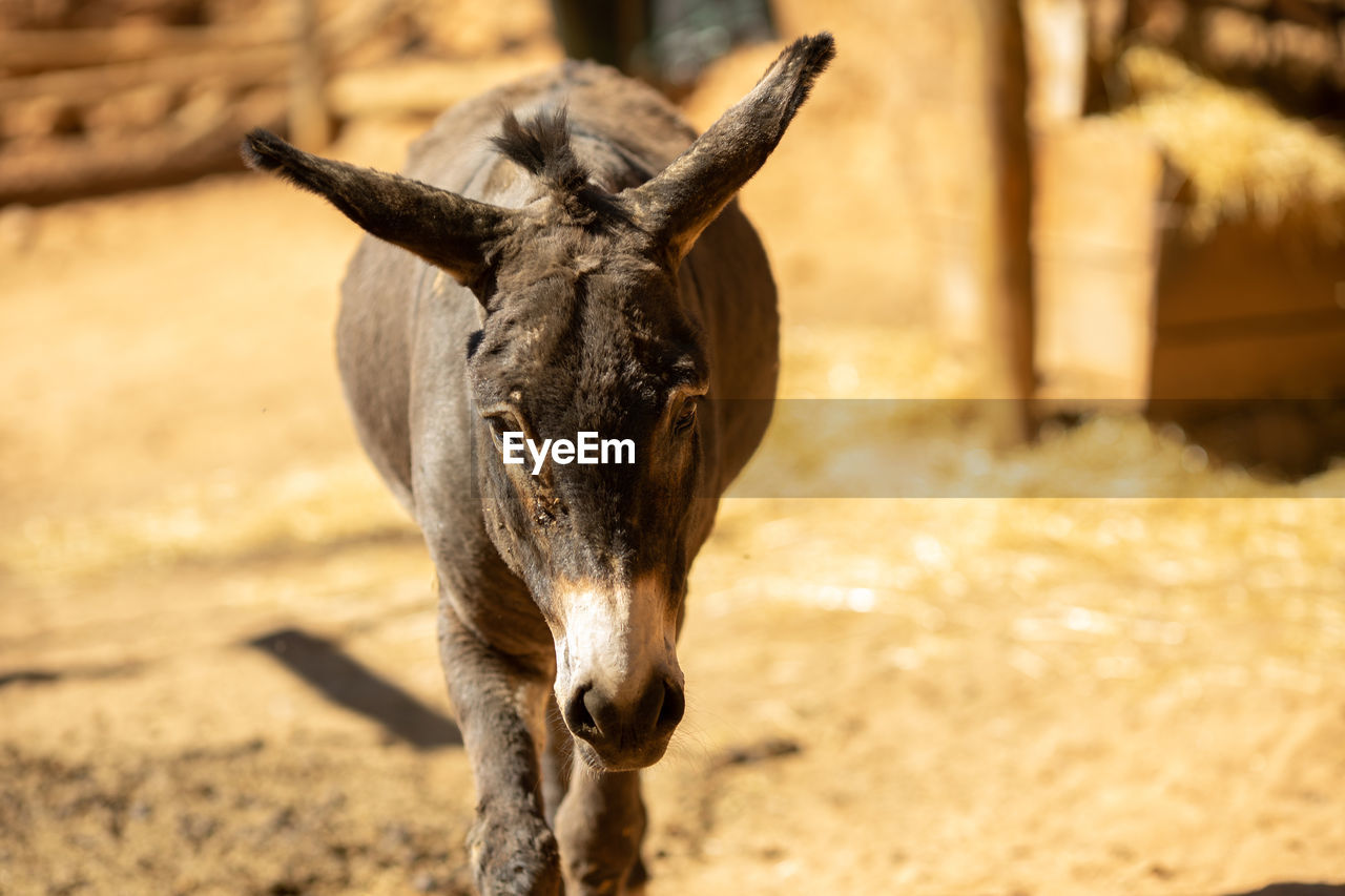 Close-up of a donkey on field