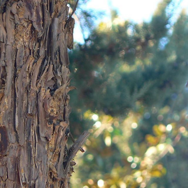 CLOSE-UP OF TREE TRUNK AGAINST BLURRED BACKGROUND