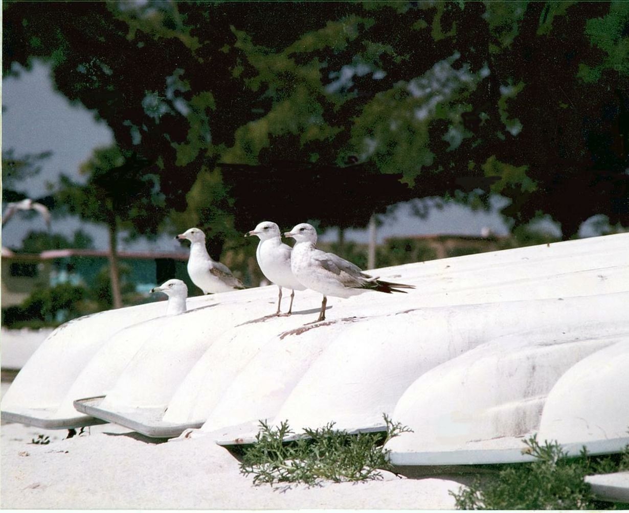 SEAGULLS PERCHING ON RAILING