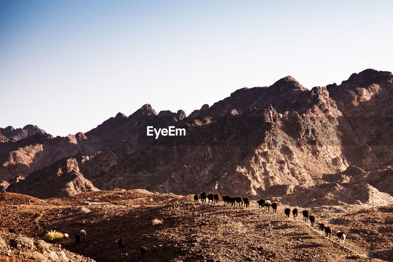 Sheep on mountain landscape against sky