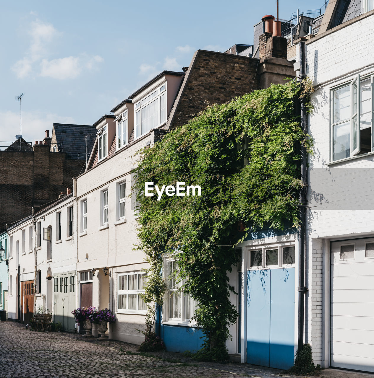Row of typical mews houses in london, uk, partially covered by climber plant, selective focus.