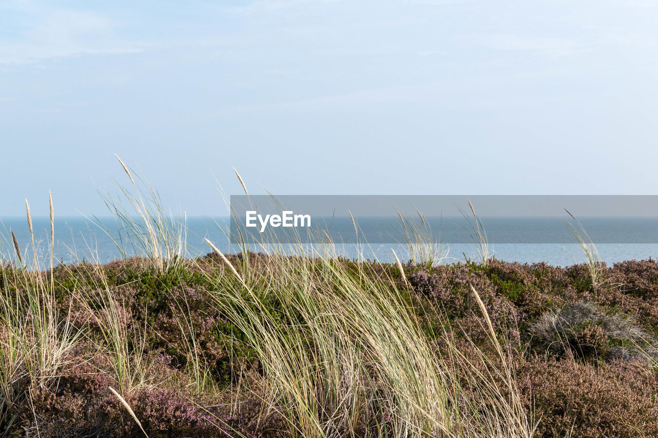 Grass on beach against sky