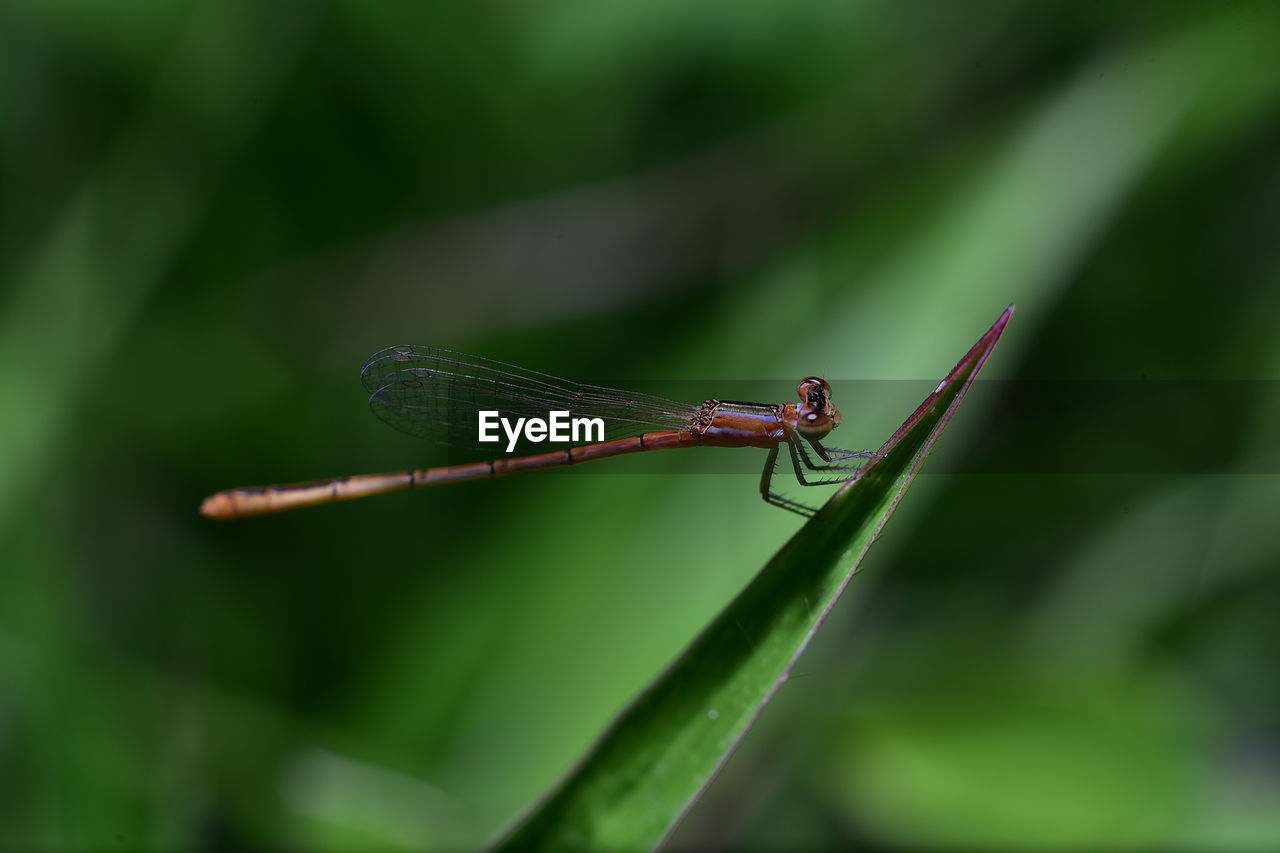 CLOSE-UP OF DRAGONFLY