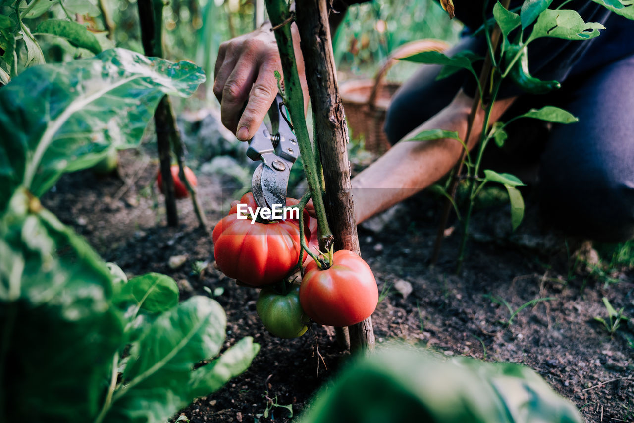 From above of crop anonymous gardener with gardening scissors picking ripe red tomatoes from green bush