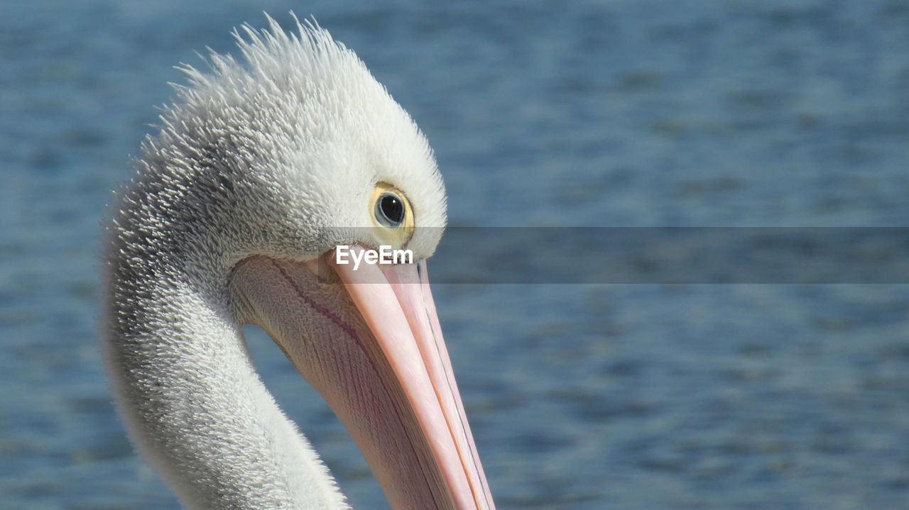 Close-up of pelican