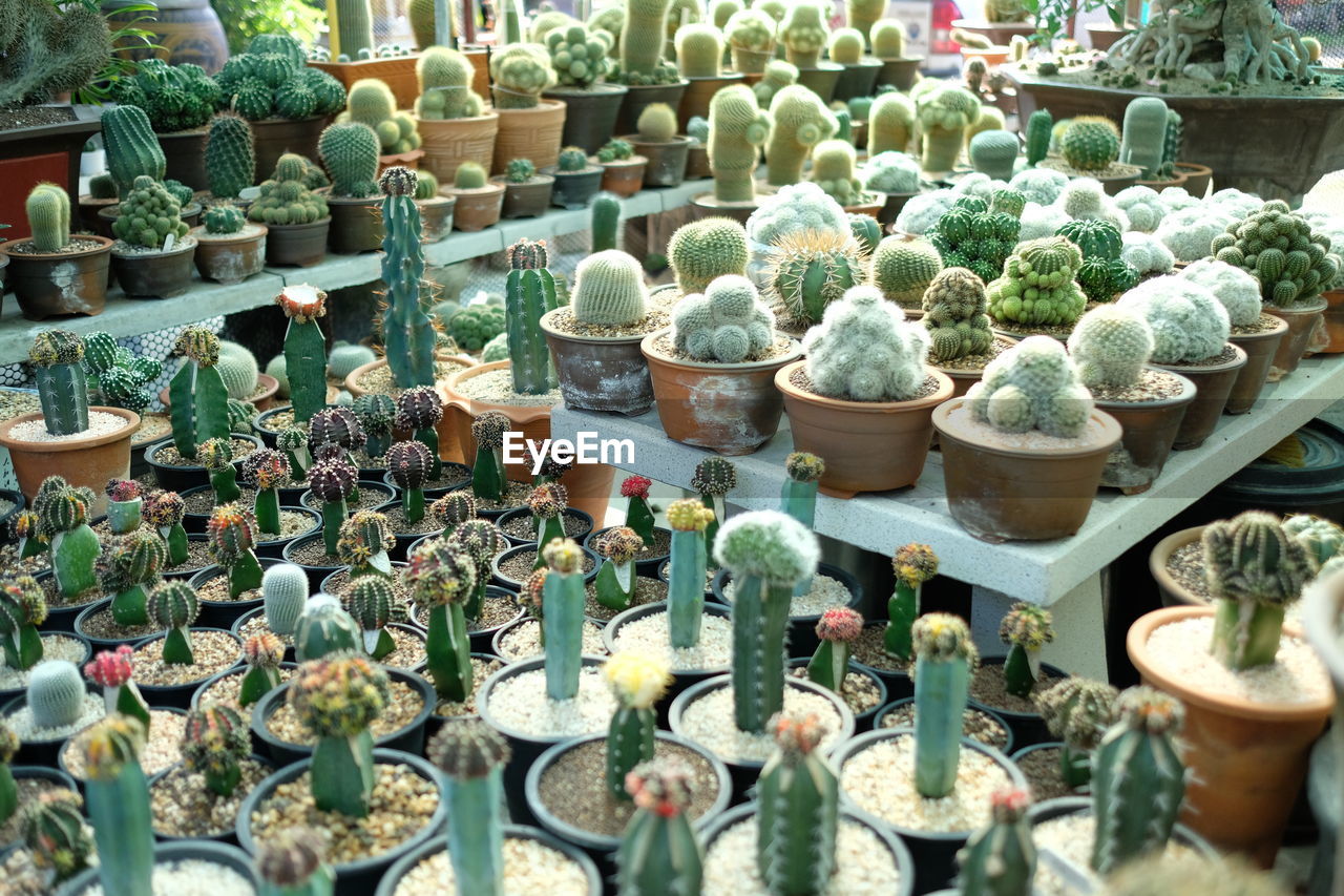 Potted plants for sale at market stall