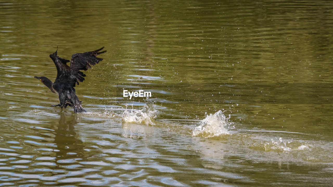 VIEW OF BIRDS ON LAKE