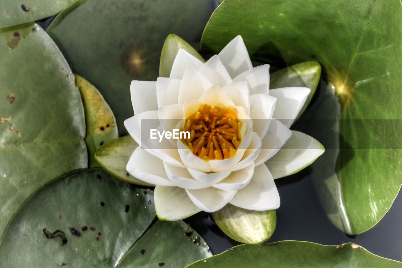 Close-up of white flowering plant