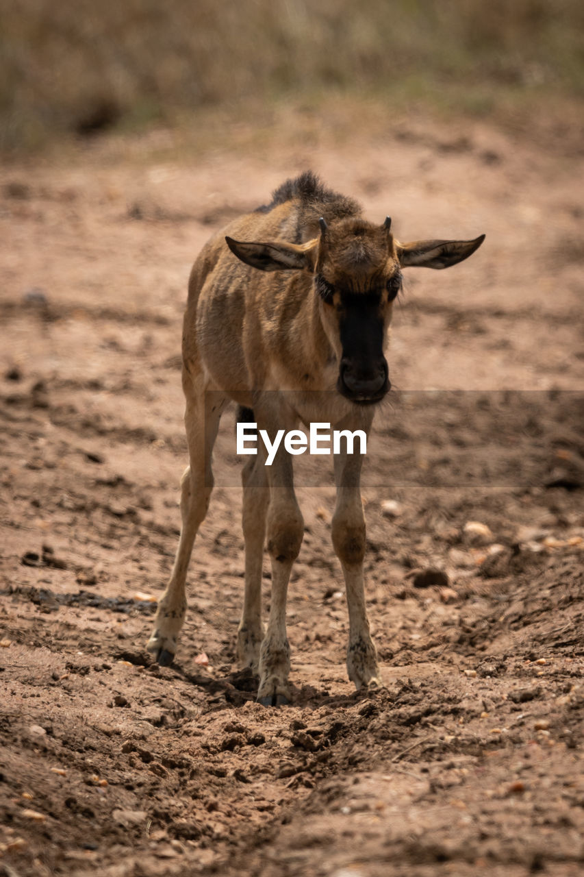 Full length of mammal standing on land