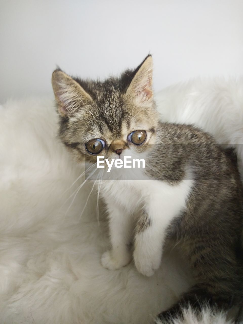 Close-up portrait of a cat