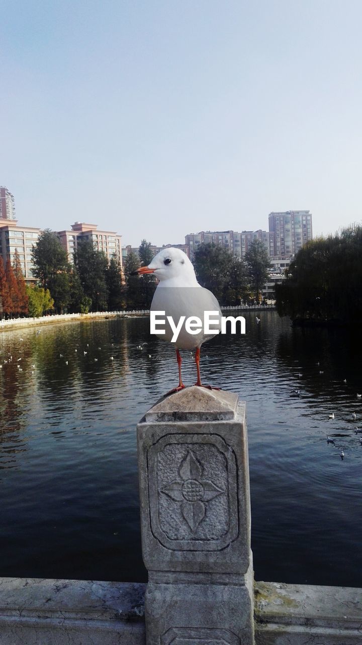 SEAGULL PERCHING ON LAKE AGAINST CITY