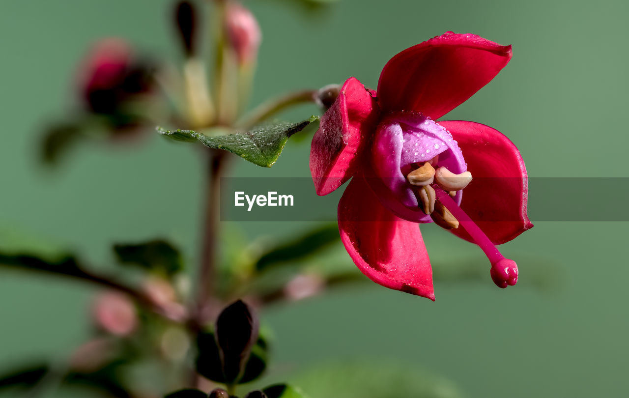 flower, plant, flowering plant, beauty in nature, freshness, macro photography, close-up, petal, nature, flower head, fragility, inflorescence, red, blossom, growth, no people, focus on foreground, orchid, pink, plant part, outdoors, springtime, leaf, plant stem, magenta, pollen, botany, bud, green