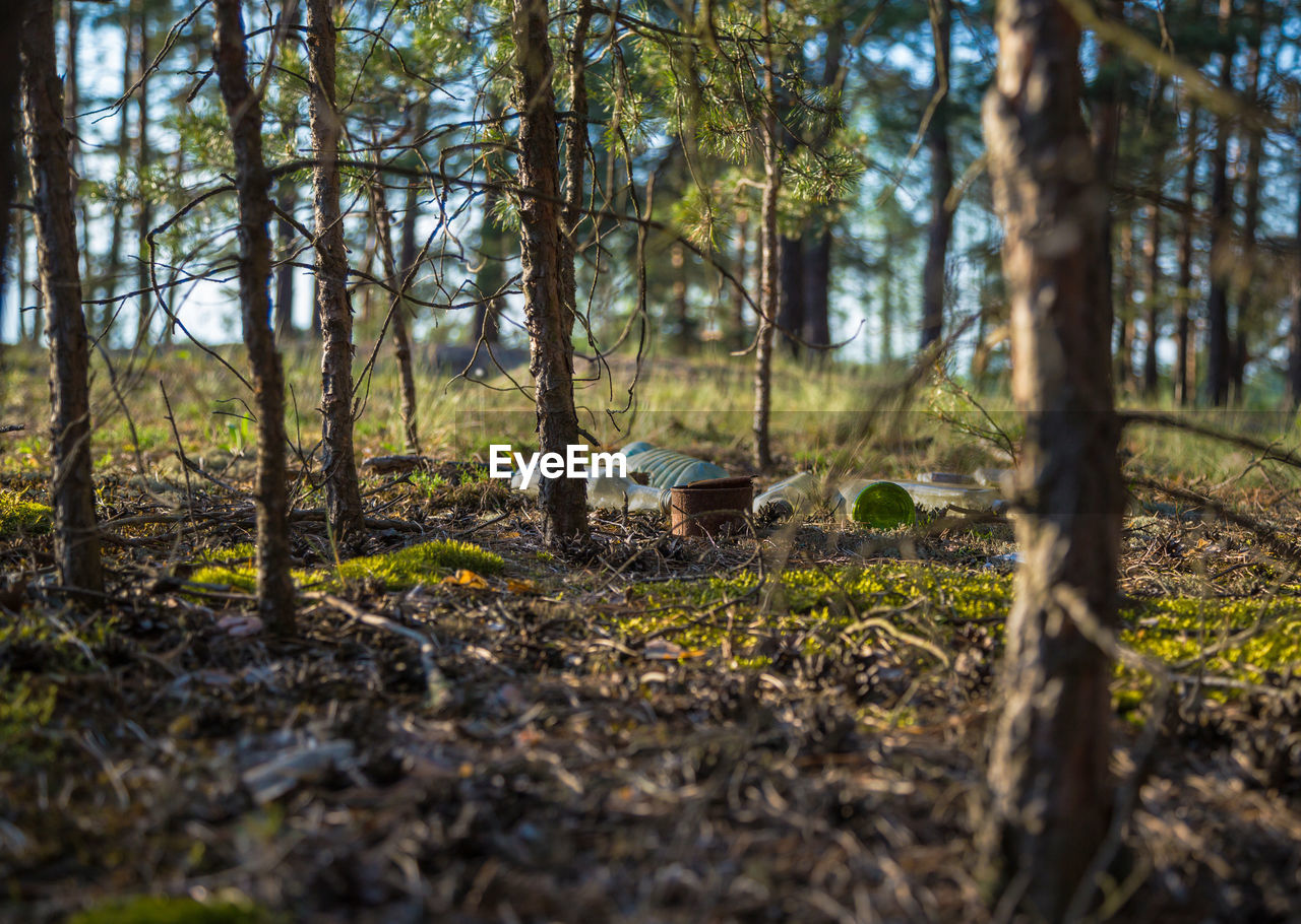 TREES GROWING IN FOREST