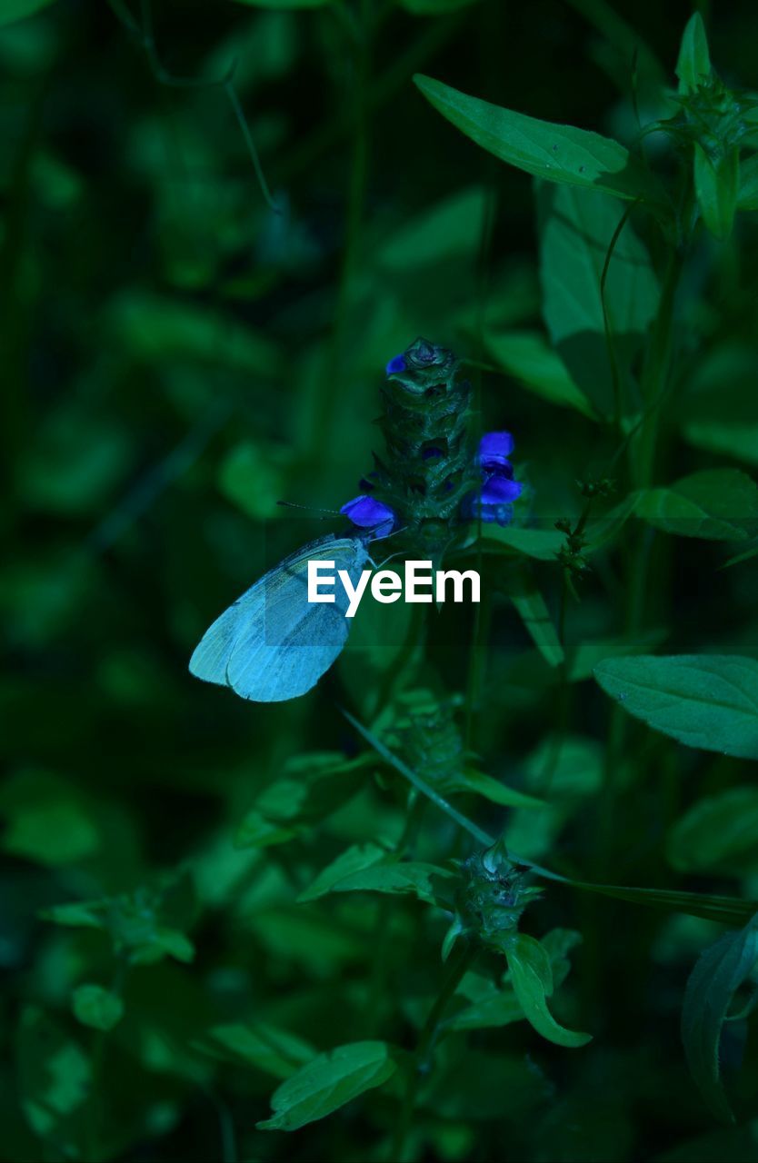 Close-up of blue flowering plant