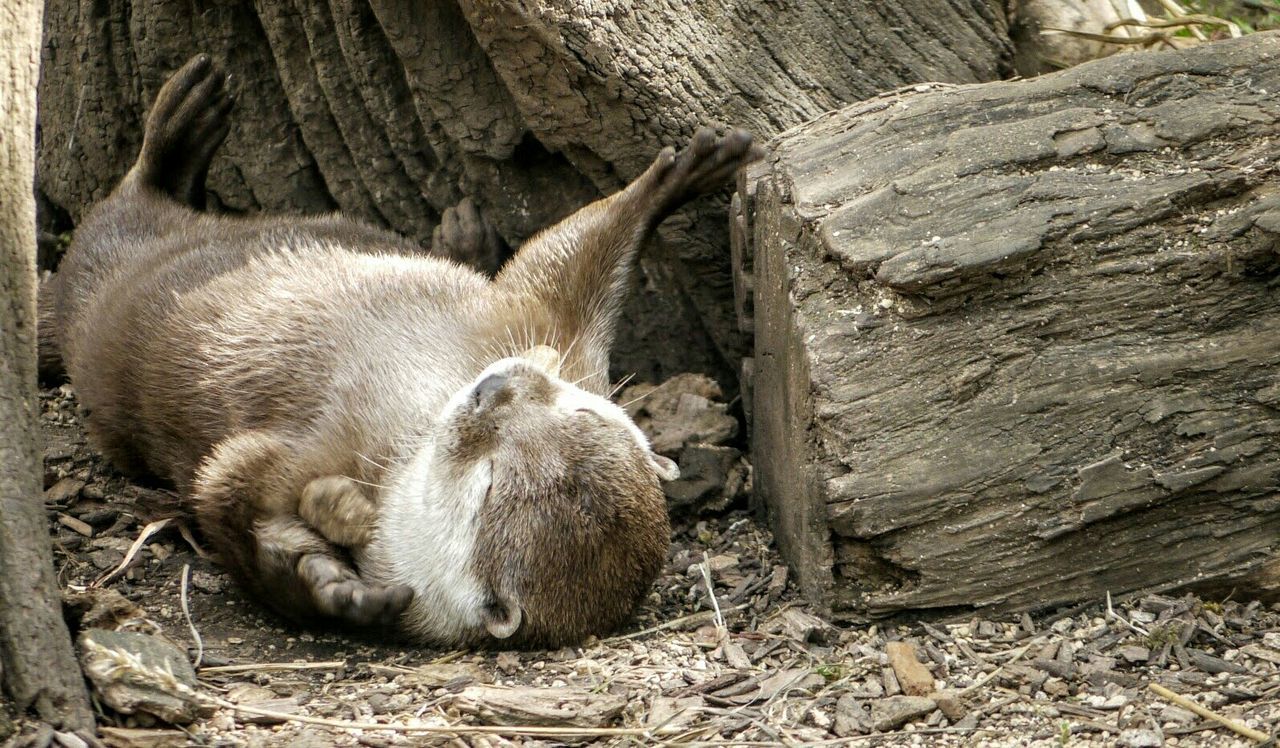 Otter resting besides log at zoo