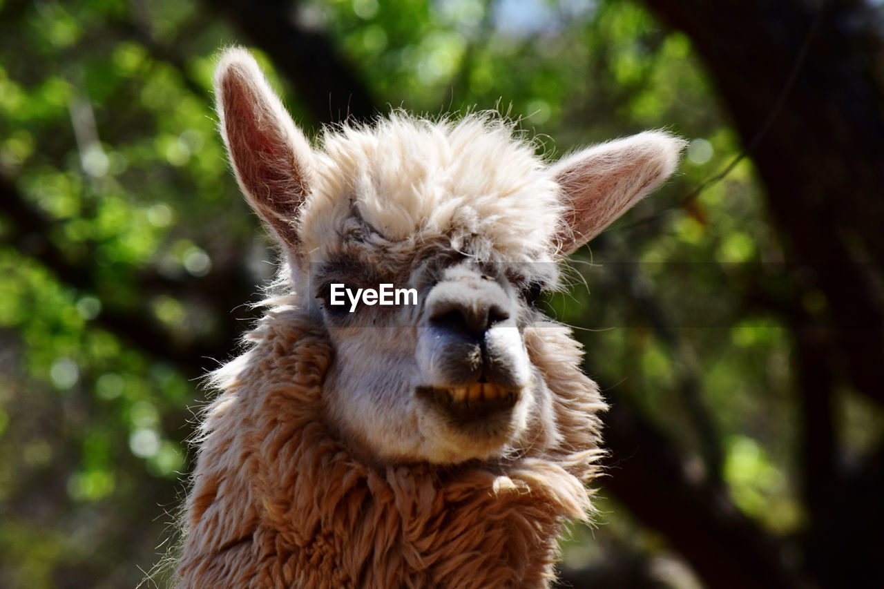 Close-up portrait of a llama 