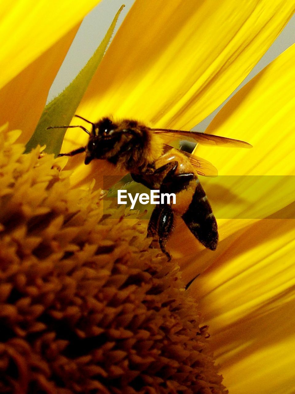 Macro shot of bee pollinating on fresh flower