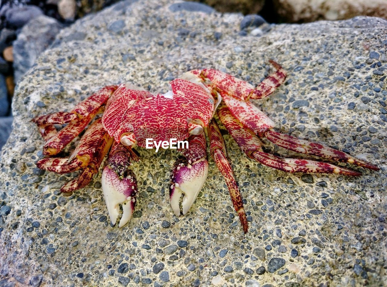 CLOSE-UP OF STARFISH ON BEACH