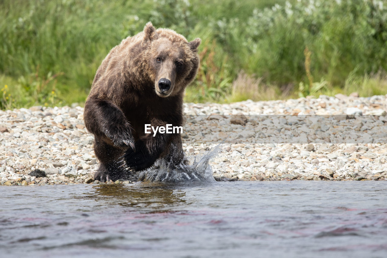 Big brown bear plunges into river to catch salmon