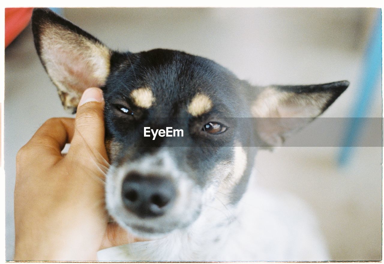 Close-up of hand touching dog