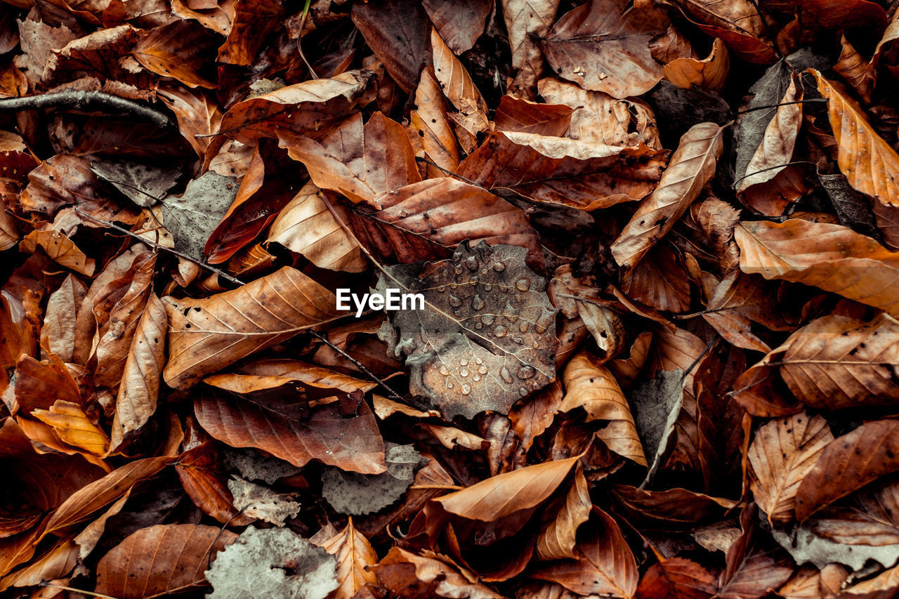 Dried leaves walking in the forest