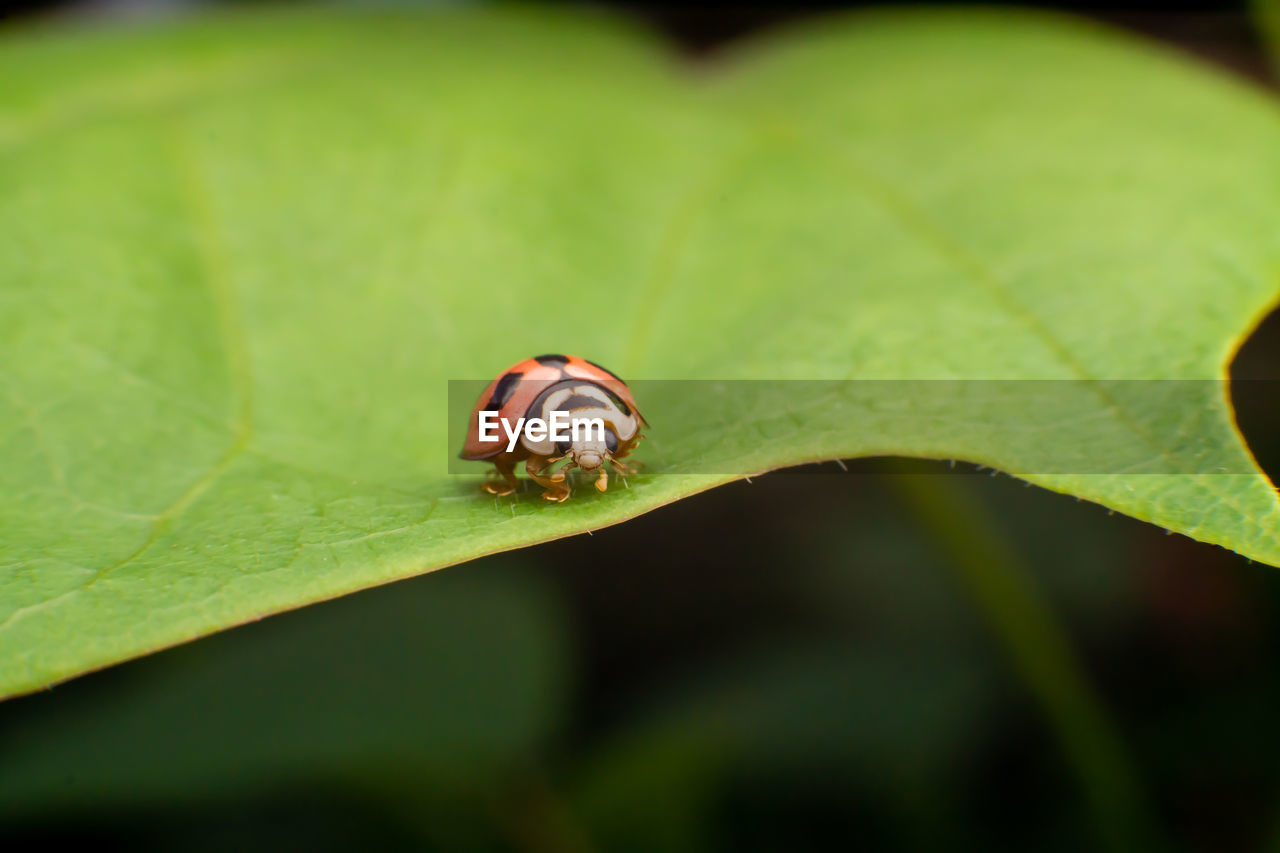 INSECT ON LEAF