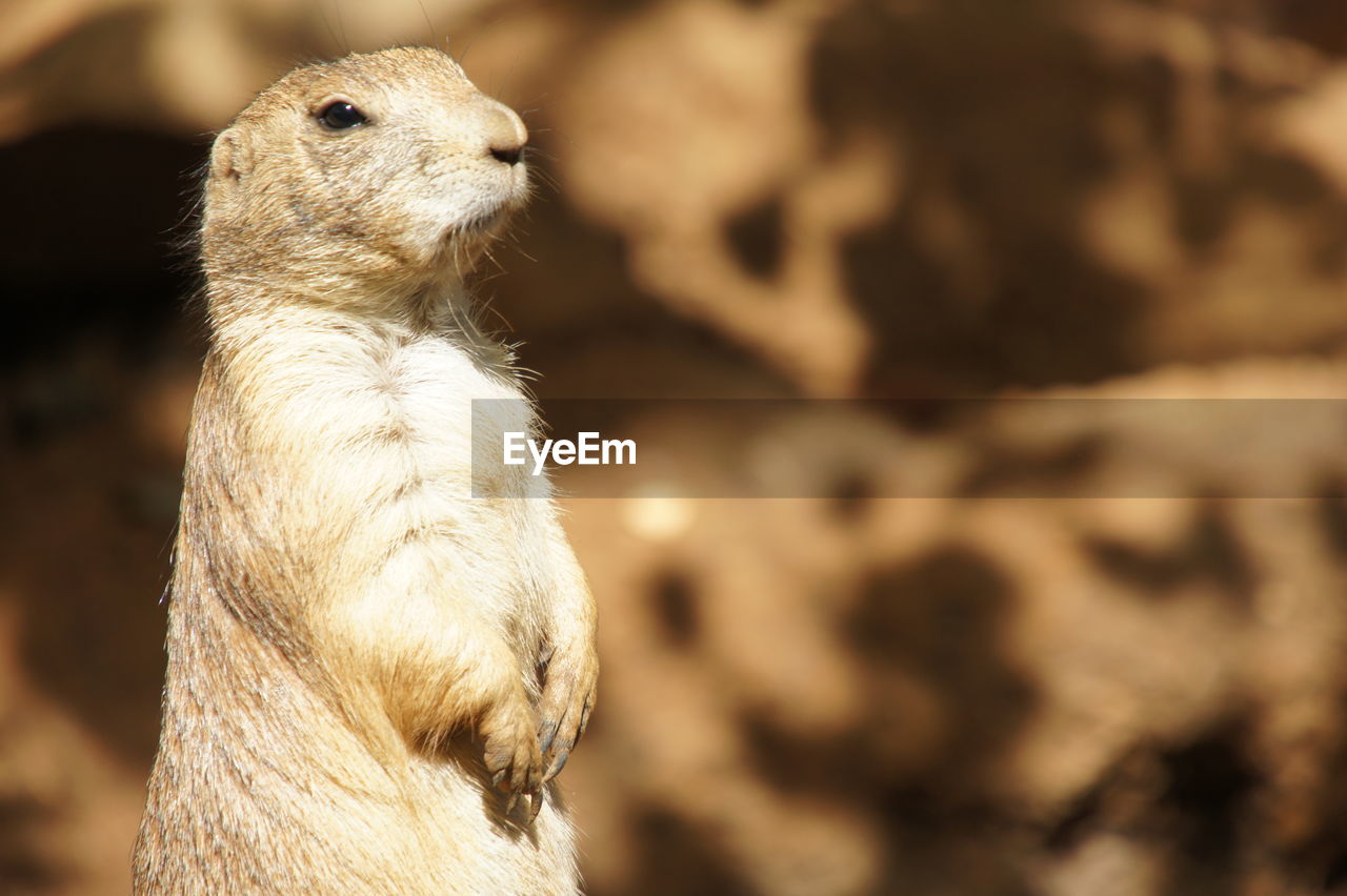 Close-up of meerkat