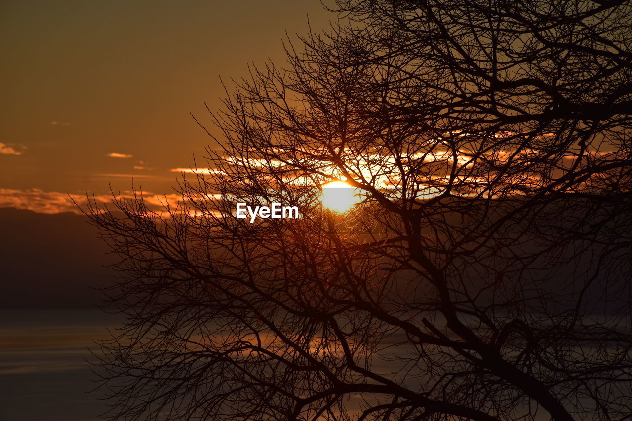 SILHOUETTE BARE TREES AGAINST ORANGE SKY