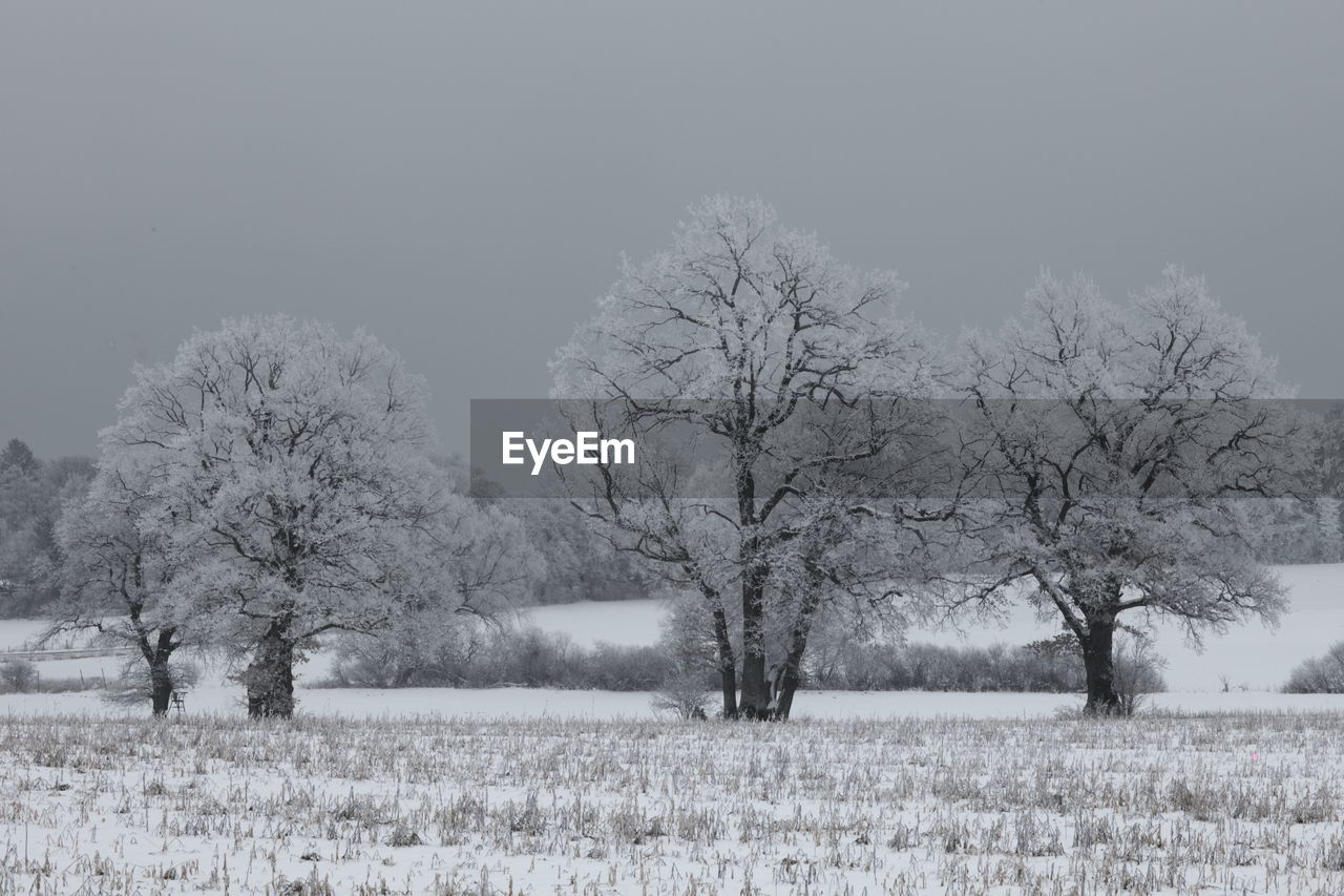 Trees on snow field against sky