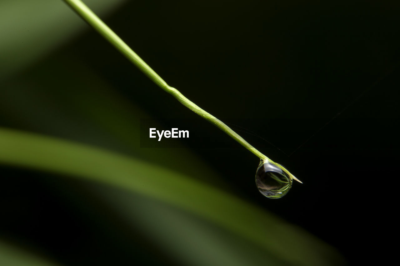 CLOSE-UP OF WATER DROPS ON LEAF