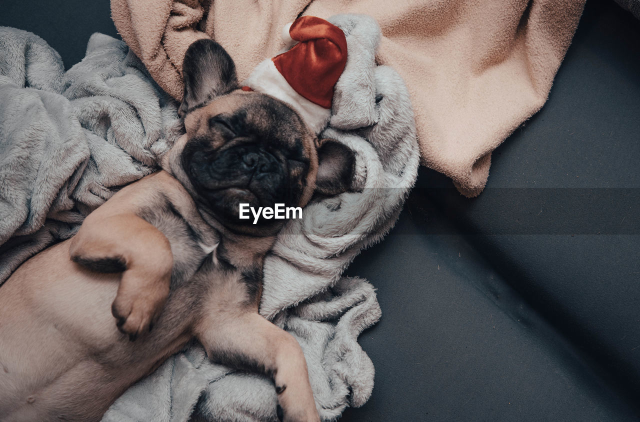 French bulldog puppy in santa hat sleeping on sofa.