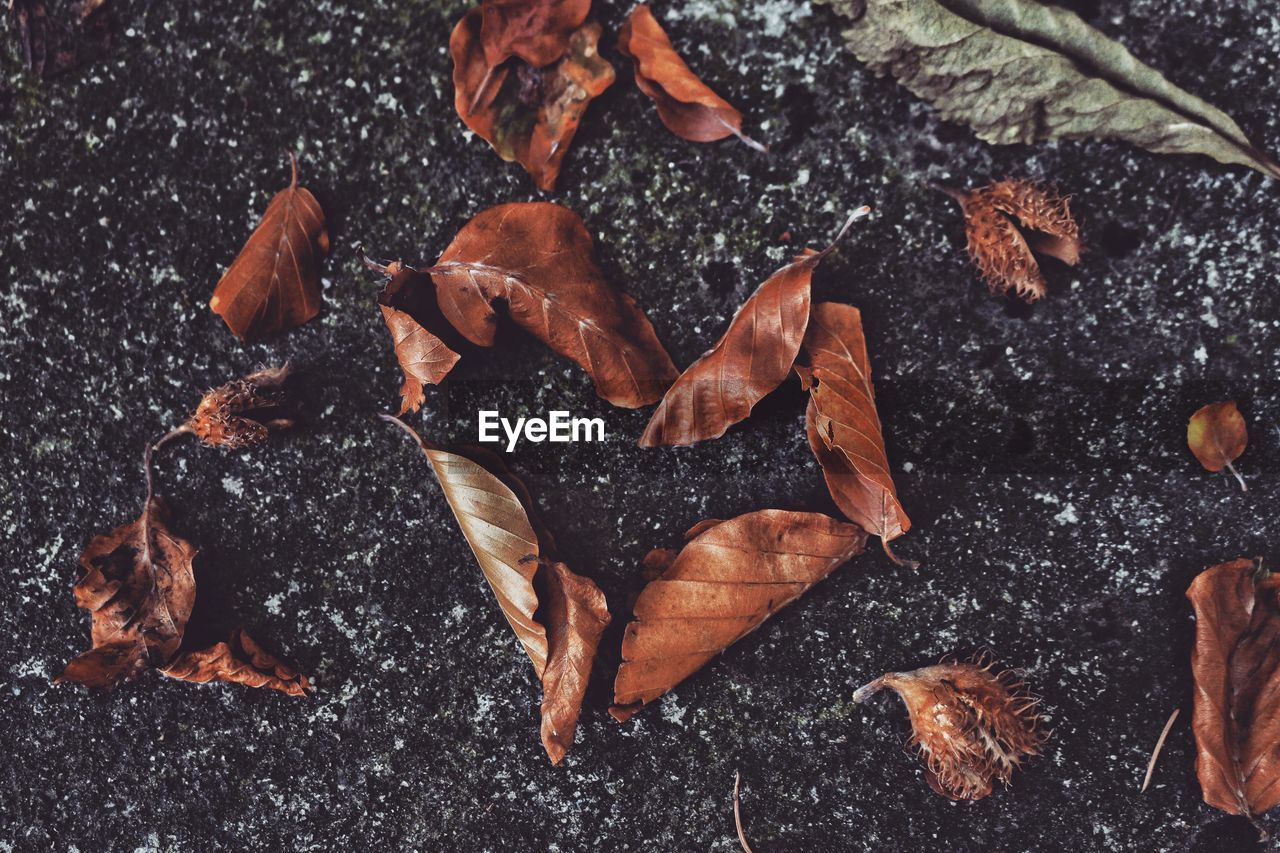 High angle view of dry leaves on ground