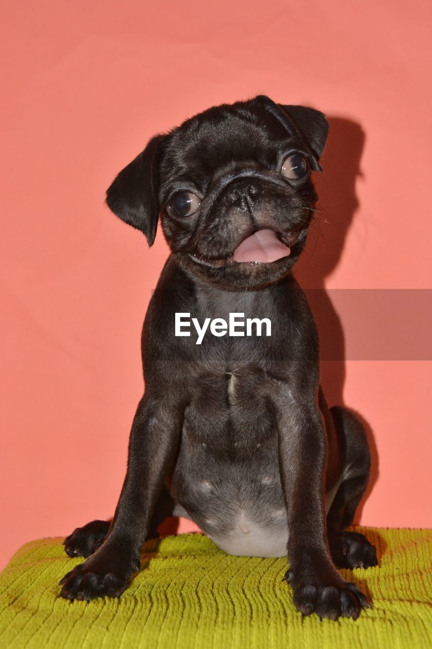 PORTRAIT OF BLACK DOG SITTING ON RED BACKGROUND