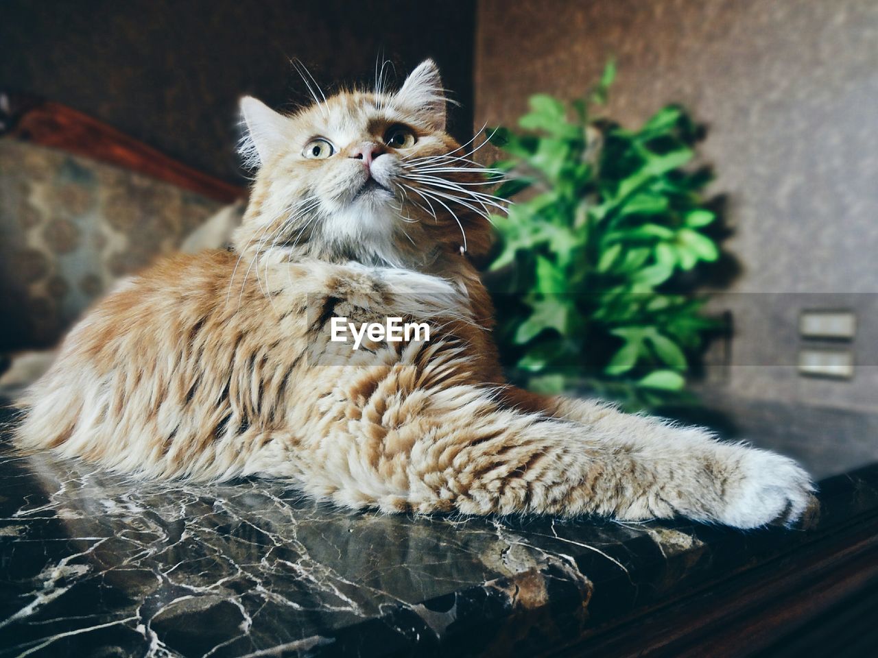 Cat lying on kitchen counter