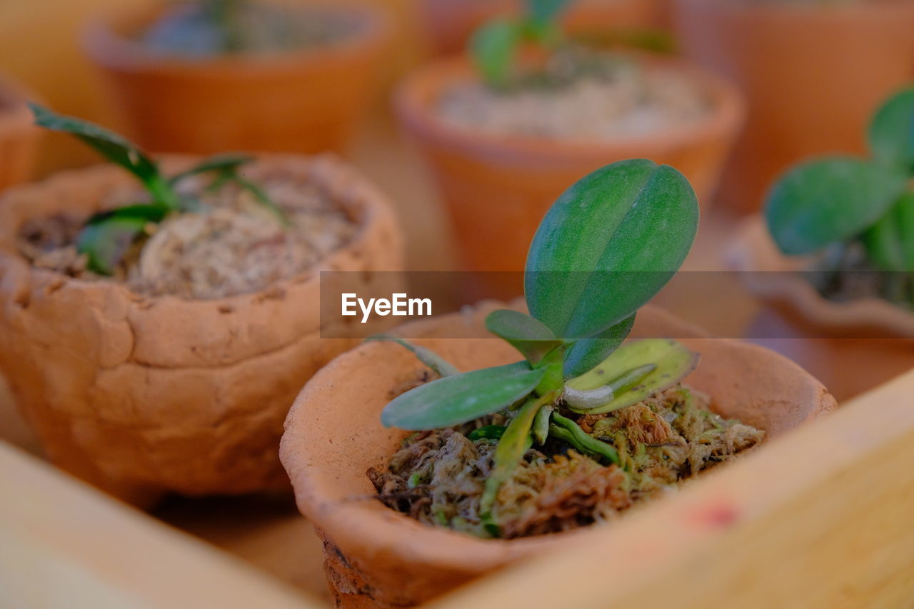 CLOSE-UP OF FRESH VEGETABLES IN PLATE