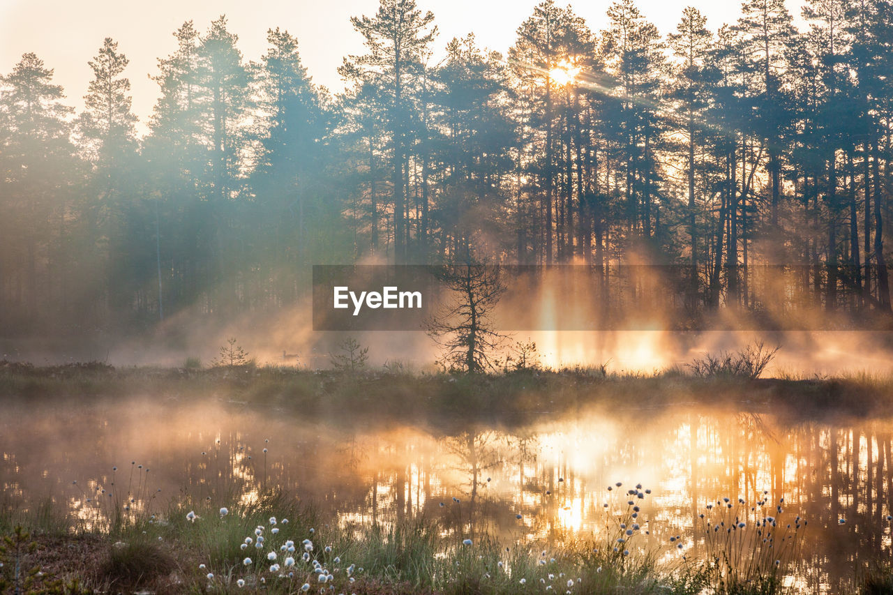 Sunrise with sunbeams through the forest by the lake