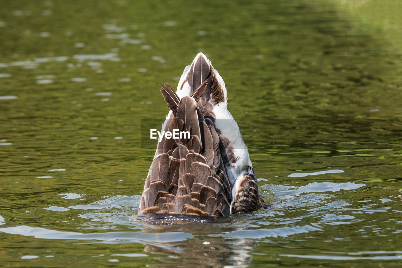 CLOSE-UP OF MALLARD DUCK SWIMMING ON LAKE