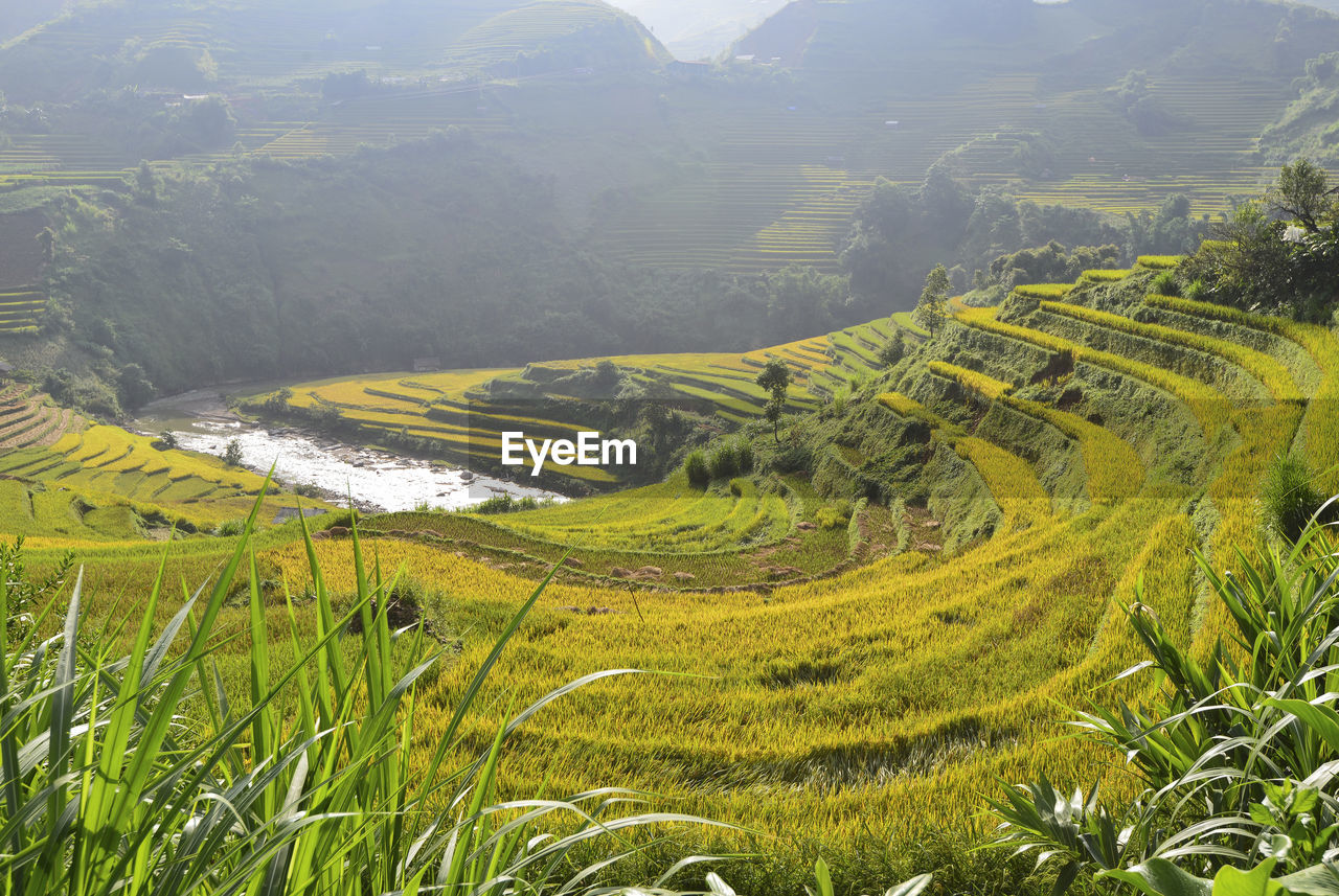 Scenic view of agricultural field