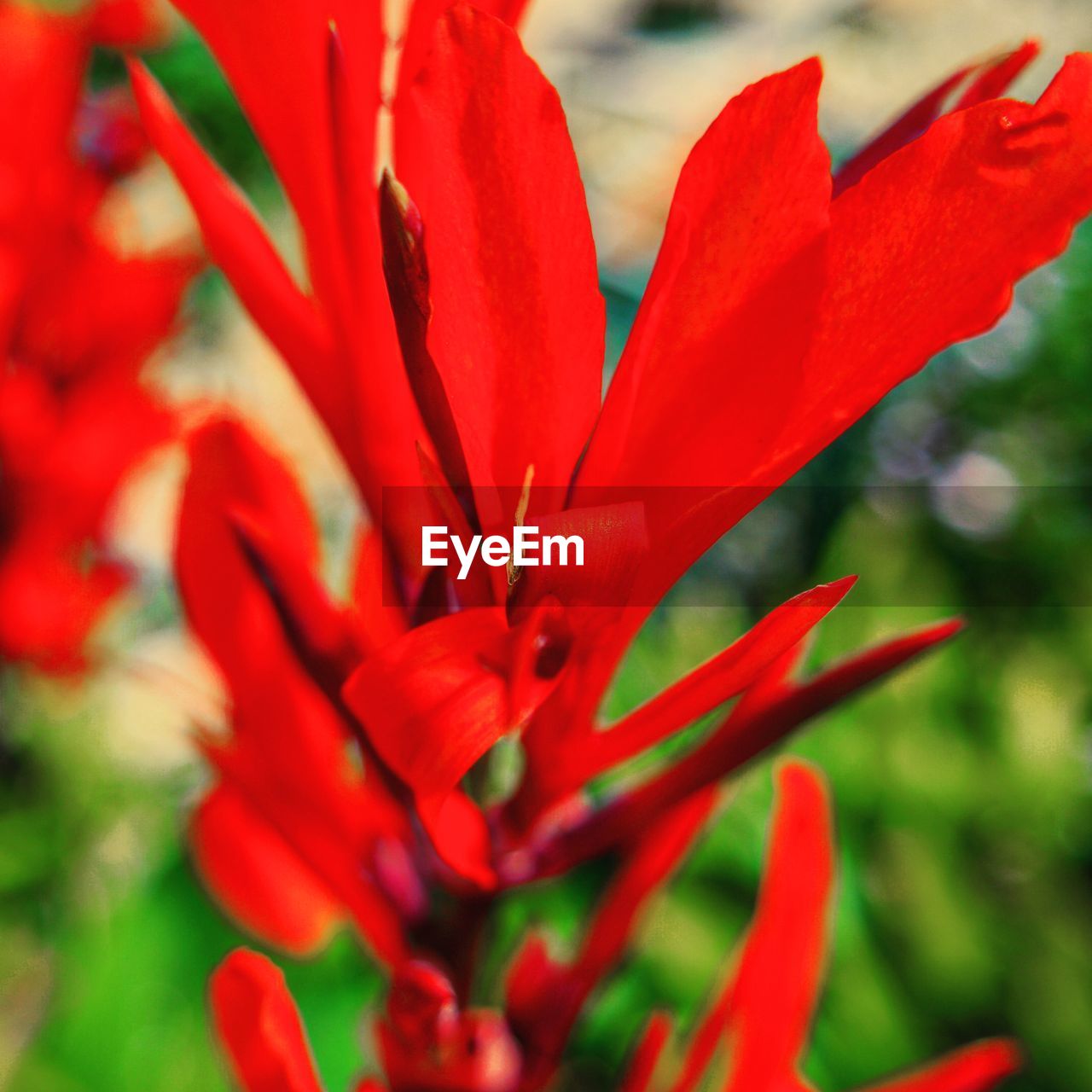 CLOSE-UP OF RED FLOWERS