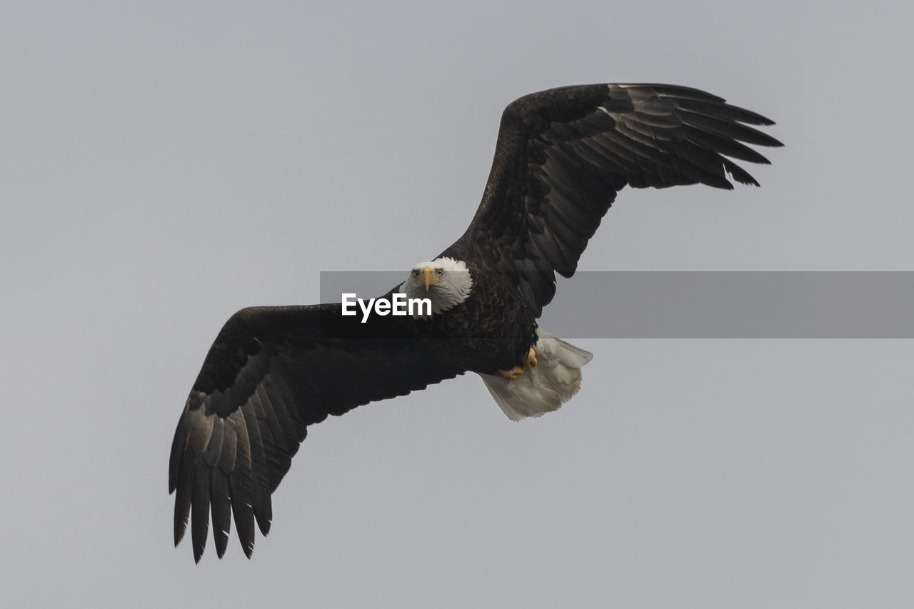 LOW ANGLE VIEW OF EAGLE FLYING