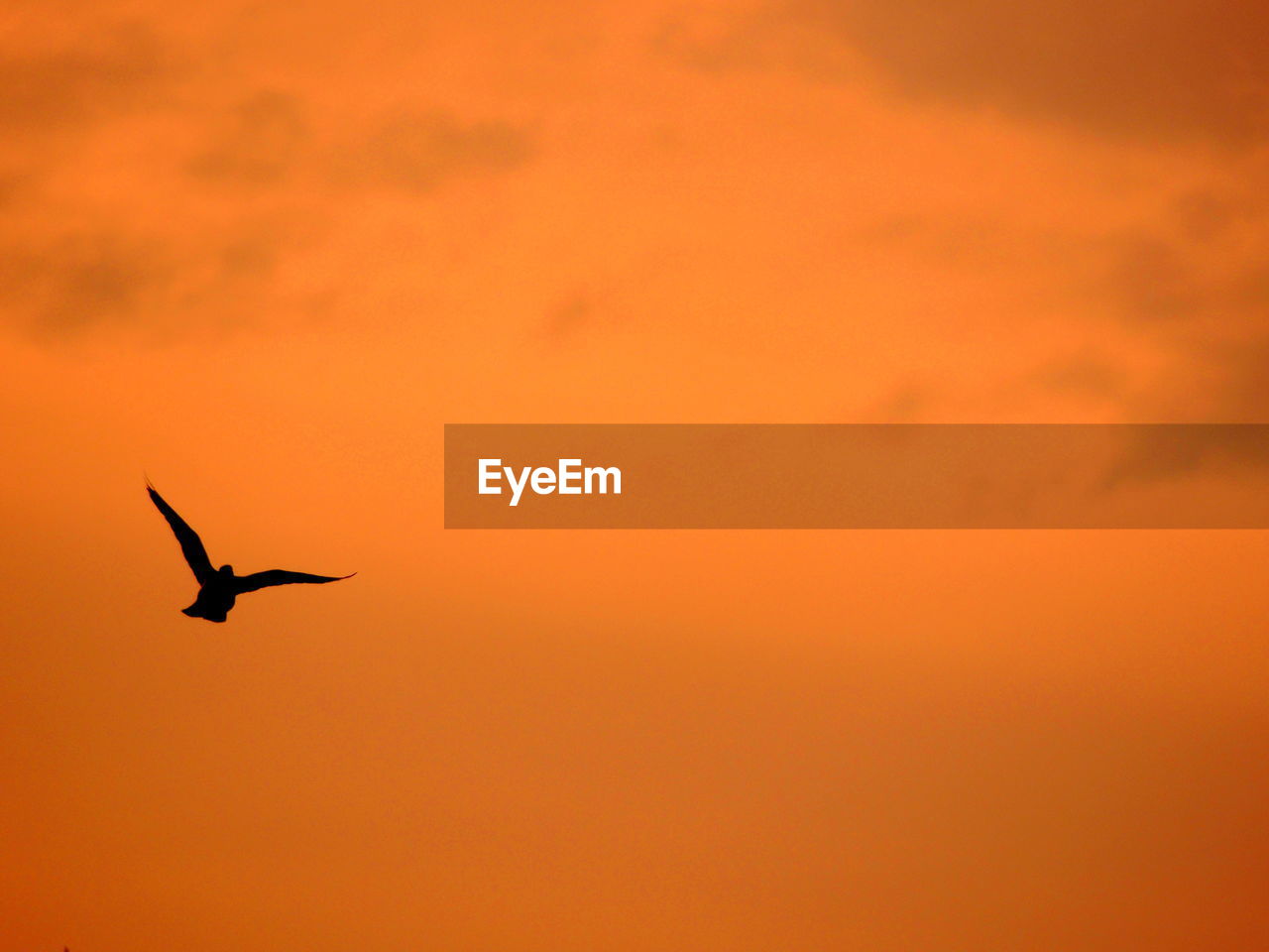 LOW ANGLE VIEW OF BIRD FLYING AGAINST ORANGE SKY