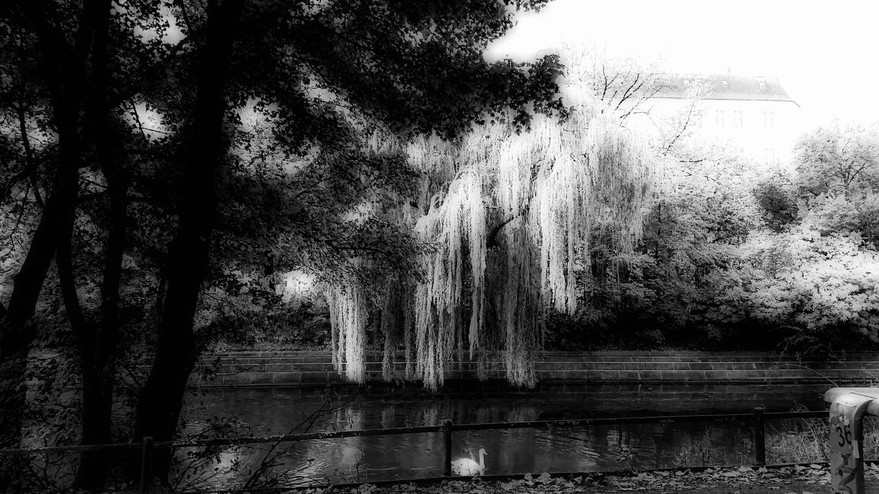 TREES IN POND