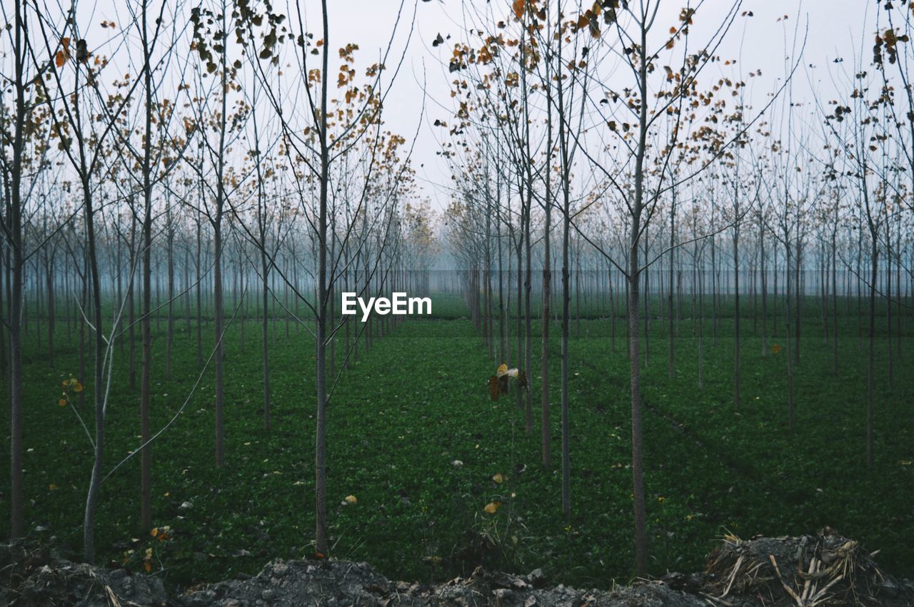 Trees growing on grassy field against sky during foggy weather