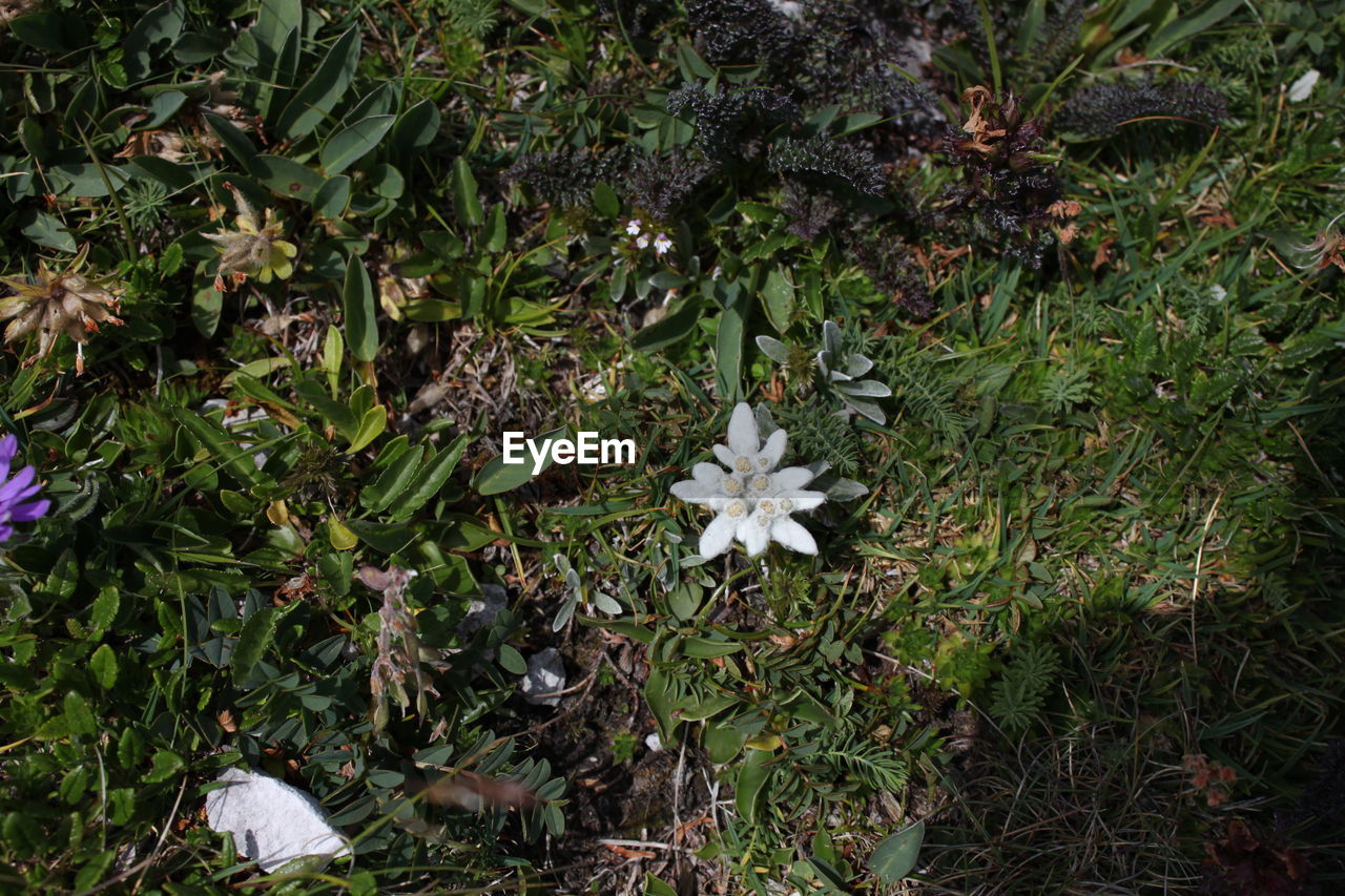 HIGH ANGLE VIEW OF WHITE FLOWERING PLANT ON LAND