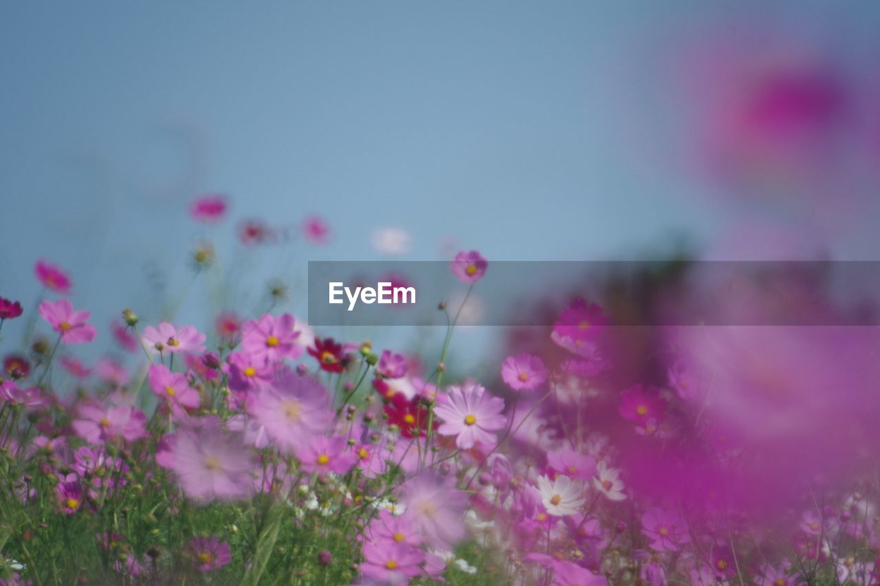 Close-up of pink flowers