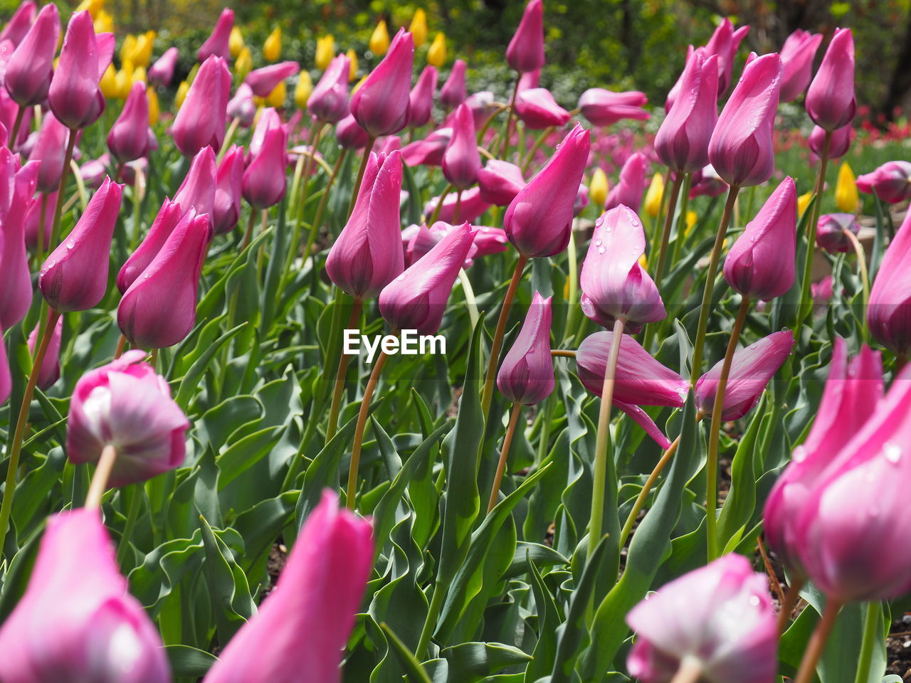 Close-up of pink tulips