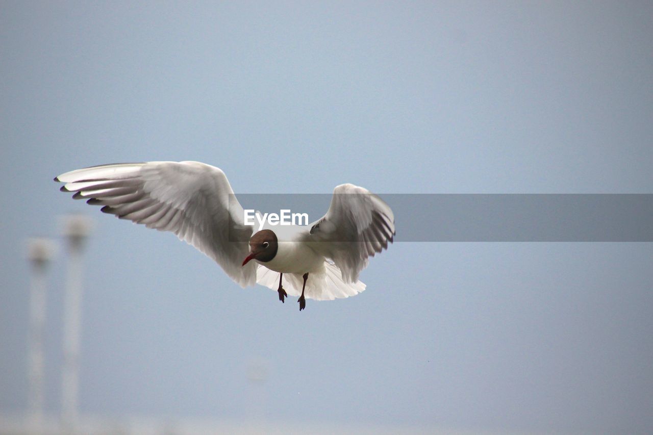 Low angle view of black-headed gull flying against sky