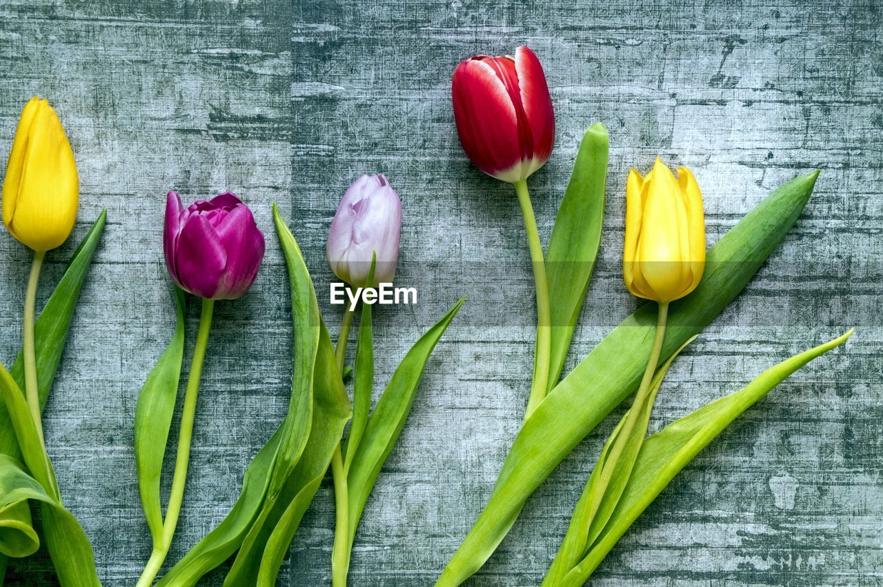 Close-up of multi colored tulips